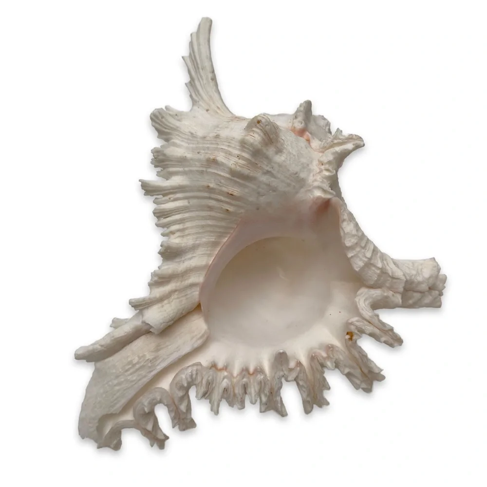 Conch Shell - Picture 3 of 5